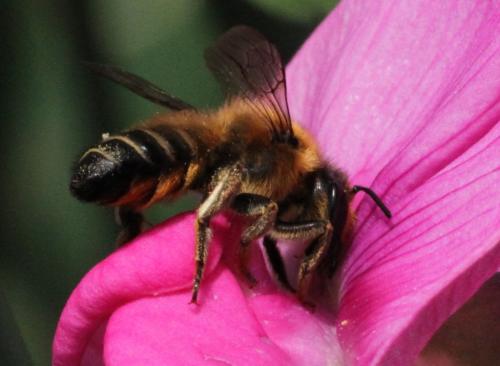 Megachile willughbiella